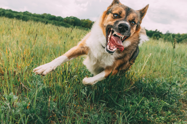 Sonhar cachorro correndo atrás de mim veja a explicação